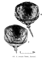 Lecane armata - Original description image