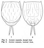 Lecane aspasia