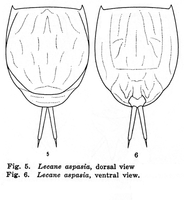 Lecane aspasia Lecane aspasia