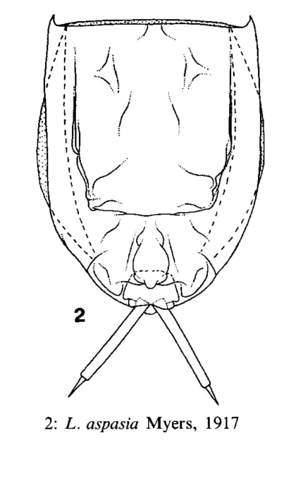 Lecane aspasia Lecane aspasia