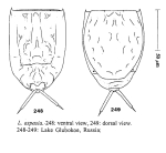 Lecane aspasia