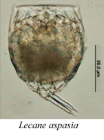 Lecane aspasia