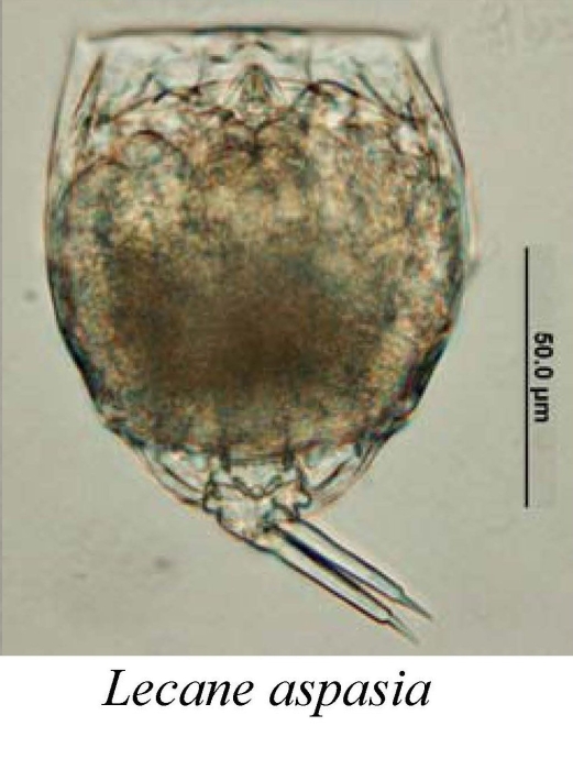 Lecane aspasia Lecane aspasia