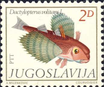 Dactylopterus volitans Dactylopterus volitans