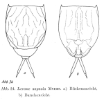 Lecane aspasia