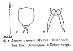 Lecane aspasia