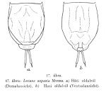 Lecane aspasia