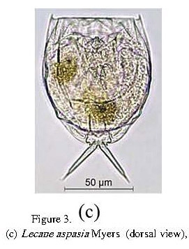 Lecane aspasia Lecane aspasia
