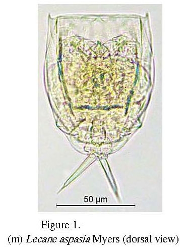 Lecane aspasia Lecane aspasia