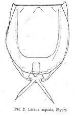 Lecane aspasia