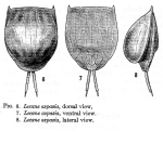 Lecane aspasia - Original description image