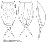Lecane aspasia amazonica - Original description image