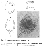Lecane aspersa - Original description image
