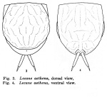 Lecane asthena