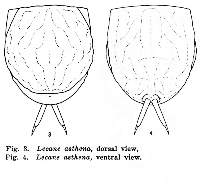 Lecane asthena