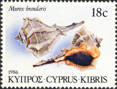Murex brandaris Murex brandaris