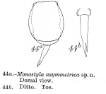 Lecane asymmetrica