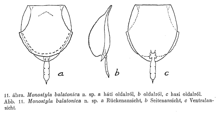 Lecane balatonica - Original description image