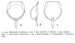 Lecane balatonica