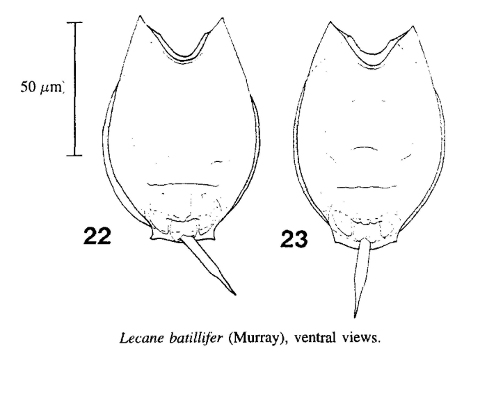 Lecane batillifer Lecane batillifer