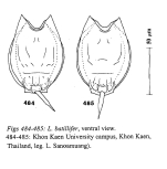 Lecane batillifer