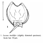 Lecane batillifer