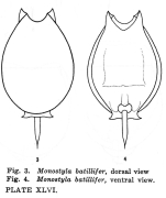Lecane batillifer