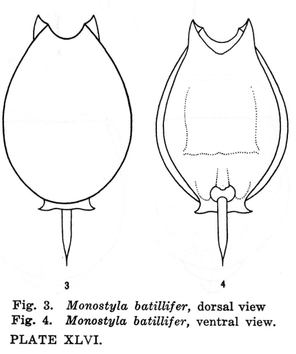 Lecane batillifer Lecane batillifer