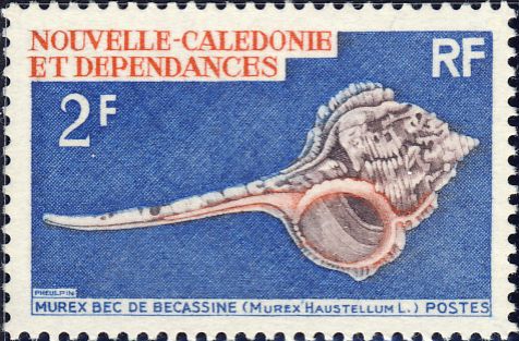 Murex haustellum Murex haustellum