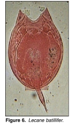 Lecane batillifer