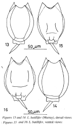 Lecane batillifer