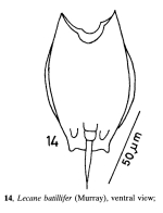 Lecane batillifer