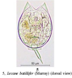 Lecane batillifer