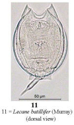 Lecane batillifer