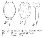 Lecane batillifer