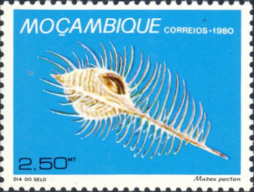 Murex pecten