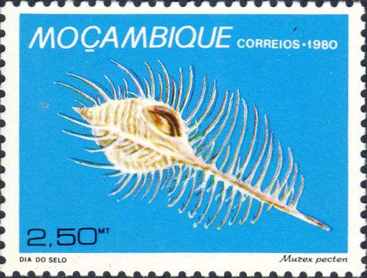 Murex pecten Murex pecten