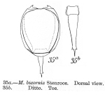 Lecane bicornis