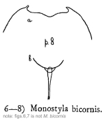 Lecane bicornis