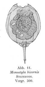 Lecane bicornis