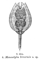 Lecane bicornis - Original description image