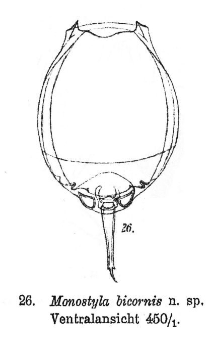 Lecane bicornis - Original description image