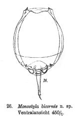 Lecane bicornis