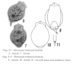 Lecane bidactyla - Original description image
