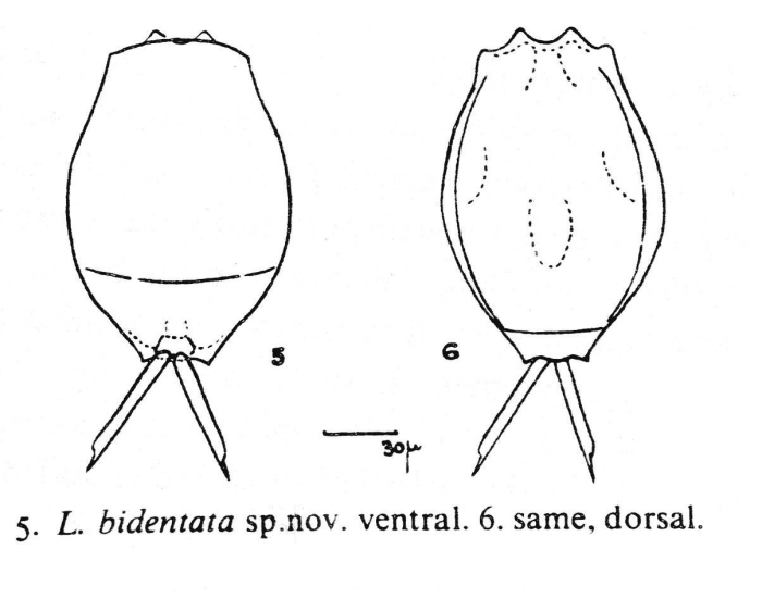 Lecane bidentata - Original description image