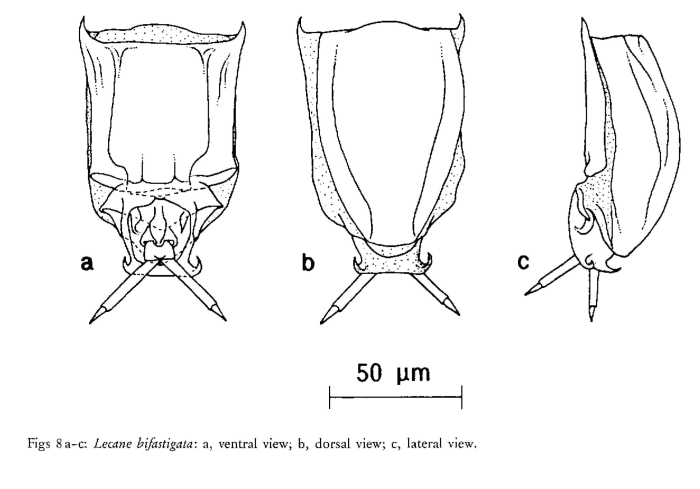 Lecane bifastigata Lecane bifastigata