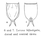 Lecane bifastigata