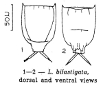 Lecane bifastigata