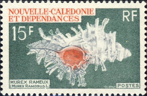 Murex ramosus Murex ramosus