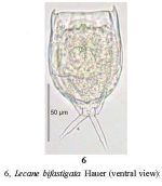 Lecane bifastigata